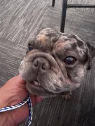 Found/Stray Male Dog last seen Baptist Church, San Jose, CA 95124