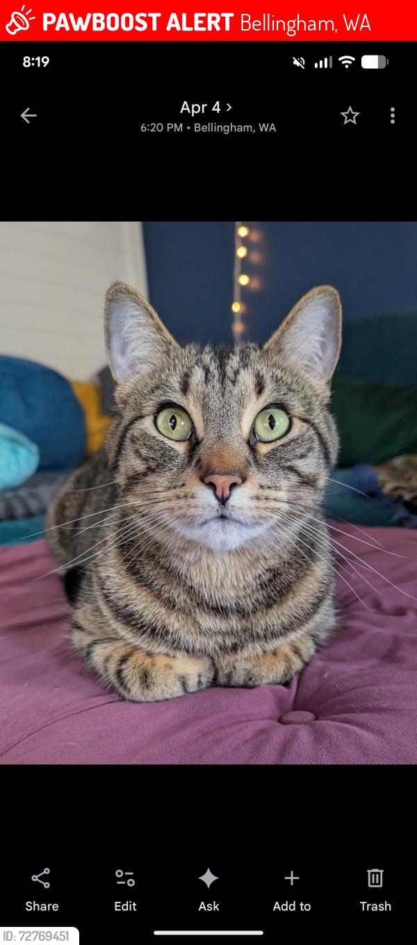 Lost Male Cat last seen Near c Street , Bellingham, WA 98225