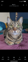 Lost Male Cat last seen Near c Street , Bellingham, WA 98225