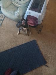 Lost Male Dog last seen Cedar and Larch , Lansing, MI 48933