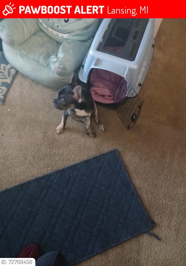 Lost Male Dog last seen Cedar and Larch , Lansing, MI 48933