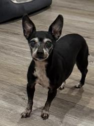 Found/Stray Female Dog last seen Hialeah , Okeechobee, FL 34974