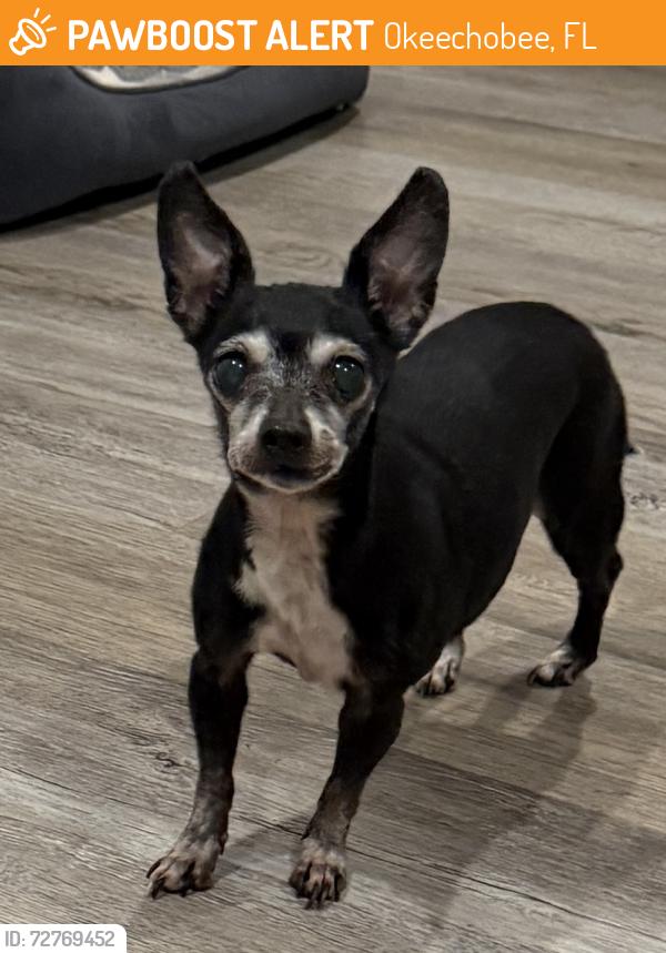 Found/Stray Female Dog last seen Hialeah , Okeechobee, FL 34974