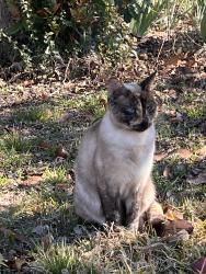 Lost Female Cat last seen Brown St, Waxahachie, TX 75165