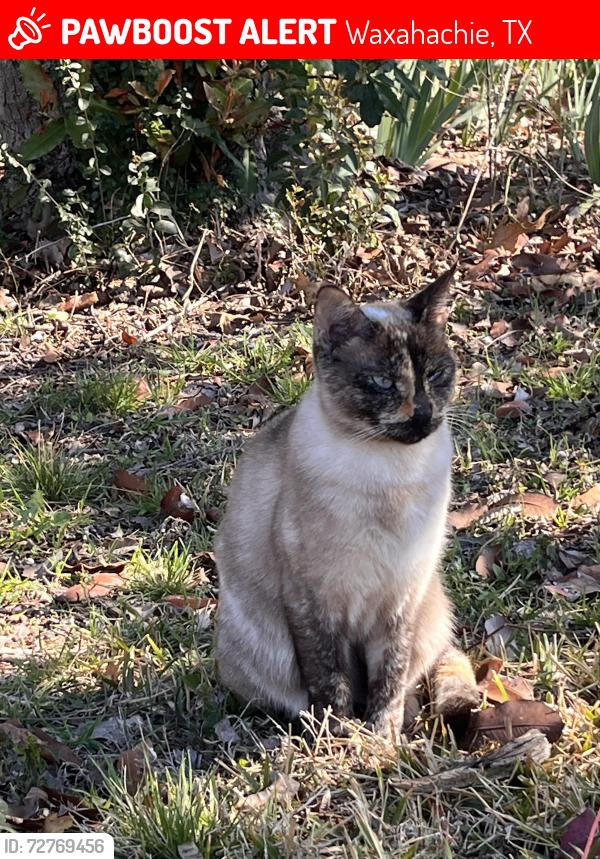 Lost Female Cat last seen Brown St, Waxahachie, TX 75165