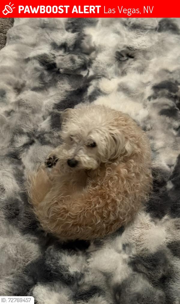 Lost Male Dog last seen Ashley heights and grand Teton , Las Vegas, NV 89149