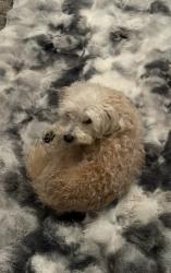 Lost Male Dog last seen Ashley heights and grand Teton , Las Vegas, NV 89149