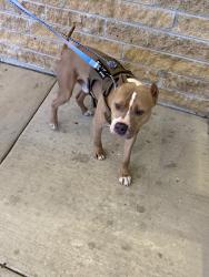 Found/Stray Male Dog last seen South of Dengeos, Skokie, IL 60076