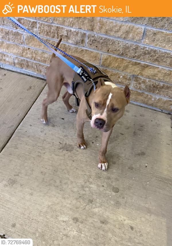 Found/Stray Male Dog last seen South of Dengeos, Skokie, IL 60076