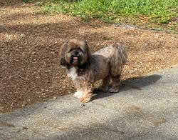 Found/Stray Unknown Dog last seen Near Almond Terrace, Plantation, FL 33317; near the corner of N Holly Lane, Plantation, FL 33317