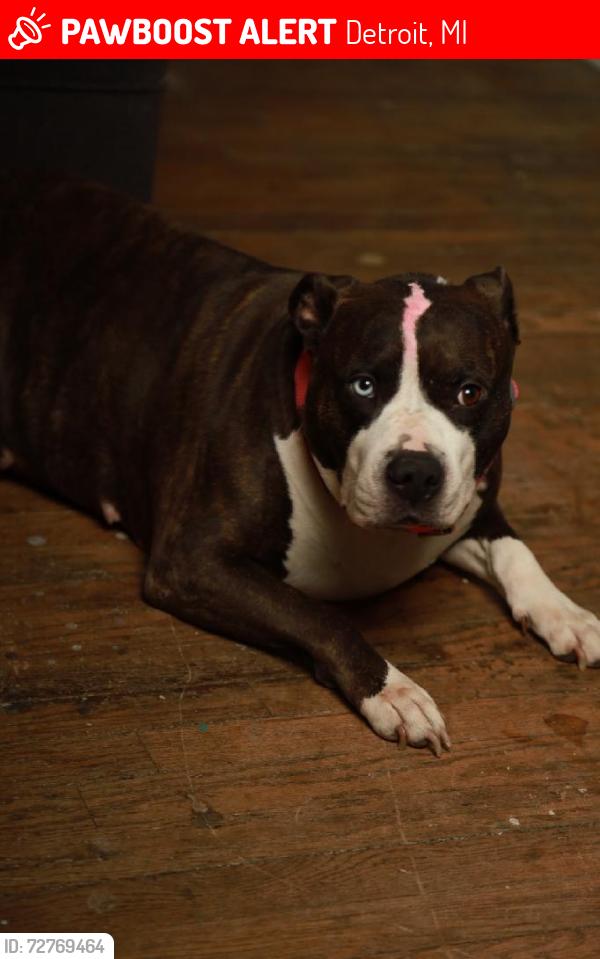 Lost Female Dog last seen Zorbas, Detroit, MI 48205