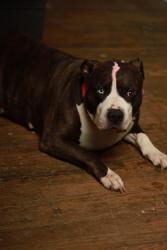 Lost Female Dog last seen Zorbas, Detroit, MI 48205