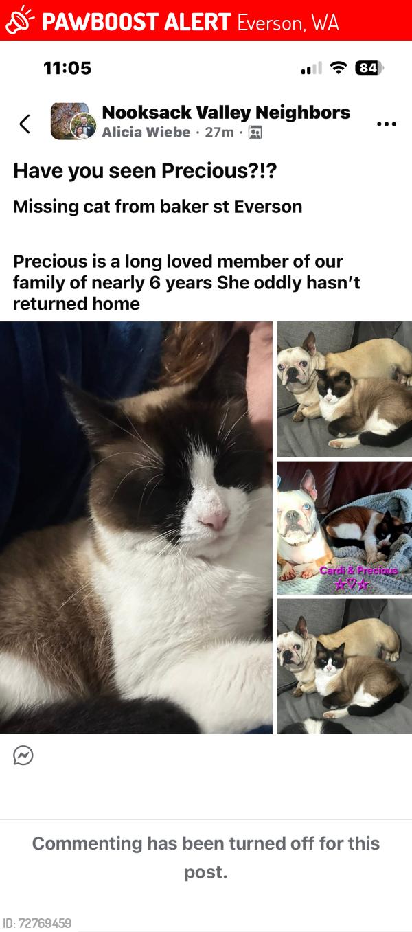 Lost Female Cat last seen Baker Street & Shuksan Way across from Everson market , Everson, WA 98247