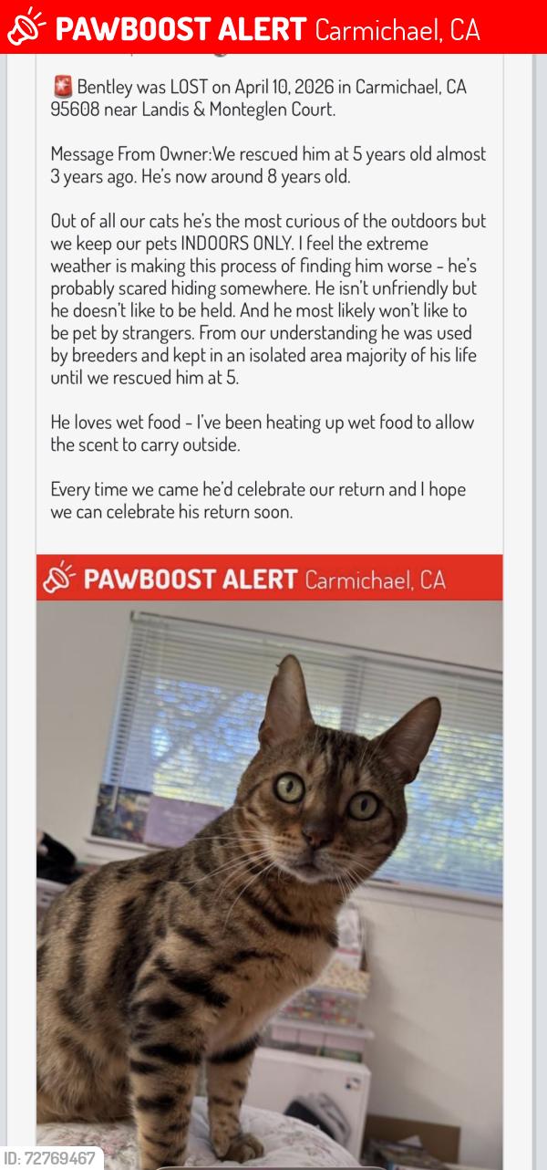 Lost Male Cat last seen California Ave. , Carmichael, CA 95608