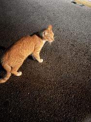 Found/Stray Unknown Cat last seen John Carroll Rd S and S Saddle Creek Farm Rd, Lakeland, FL 33801