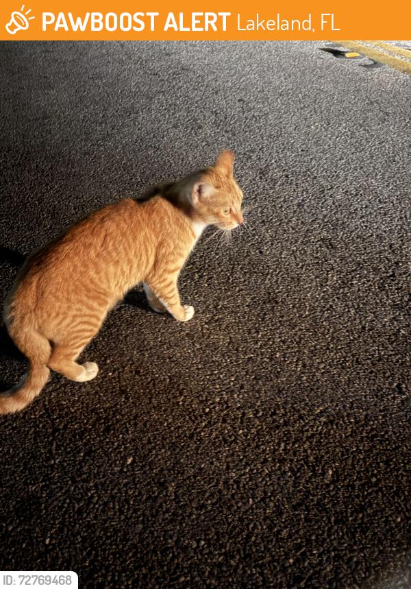 Found/Stray Unknown Cat last seen John Carroll Rd S and S Saddle Creek Farm Rd, Lakeland, FL 33801