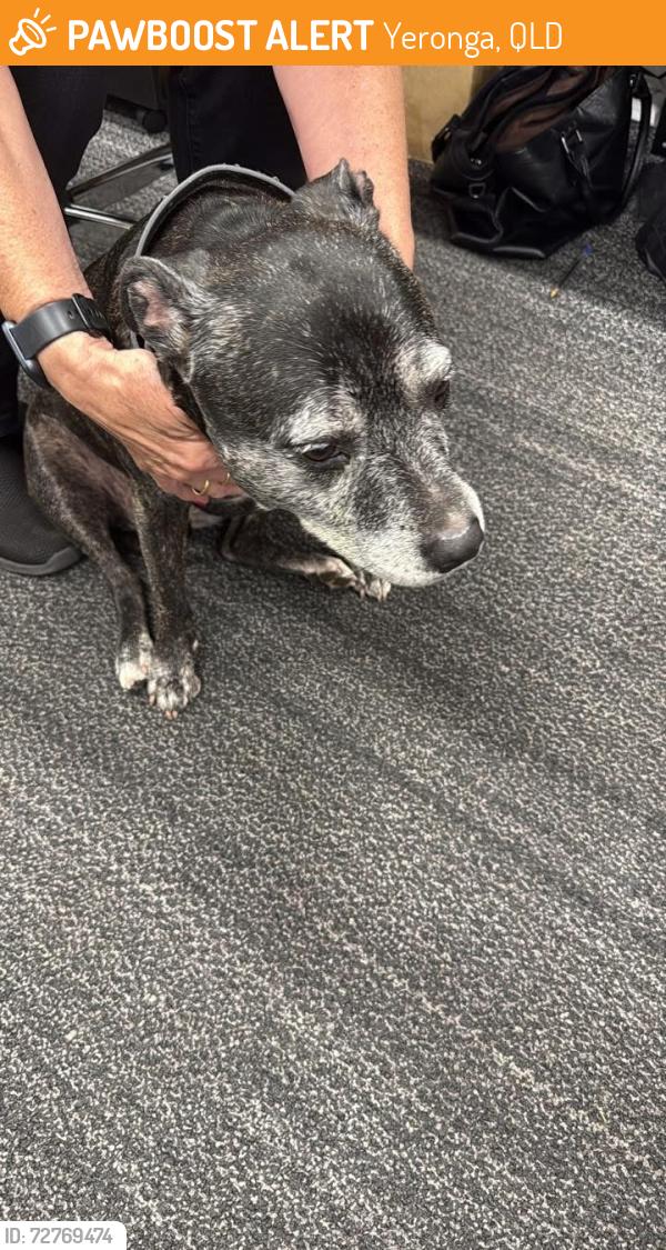 Found/Stray Female Dog last seen Club Yeronga , Yeronga, QLD 4104
