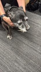 Found/Stray Female Dog last seen Club Yeronga , Yeronga, QLD 4104