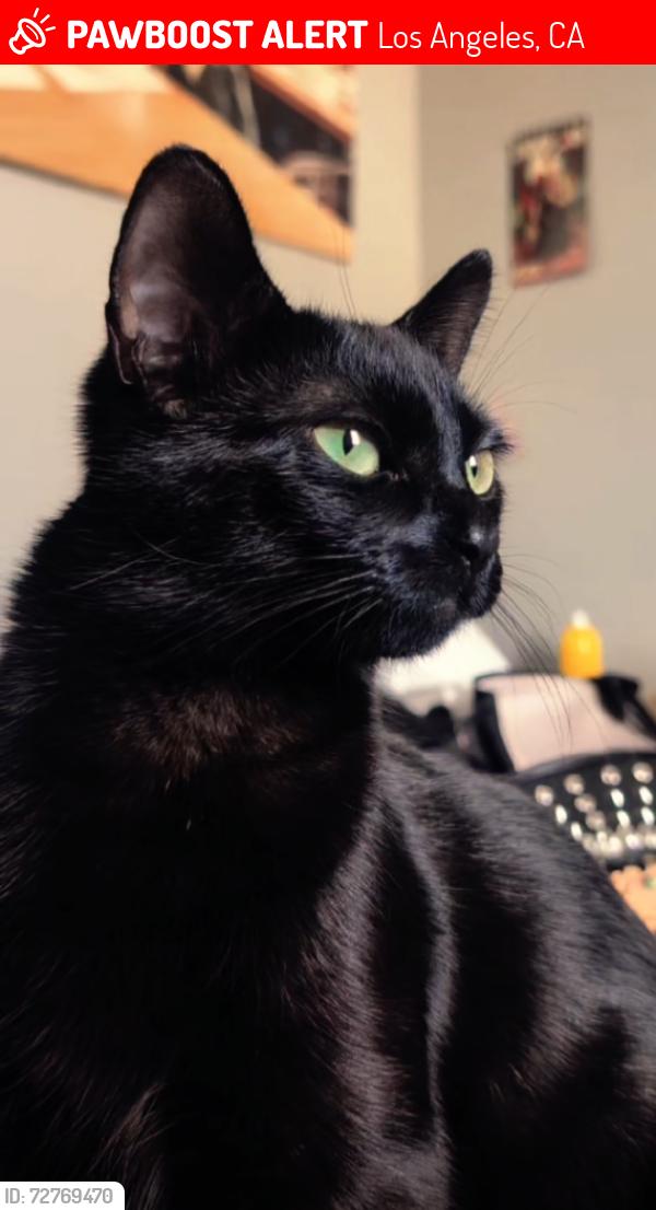 Lost Female Cat last seen Western ave , Los Angeles, CA 90062