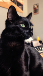 Lost Female Cat last seen Western ave , Los Angeles, CA 90062