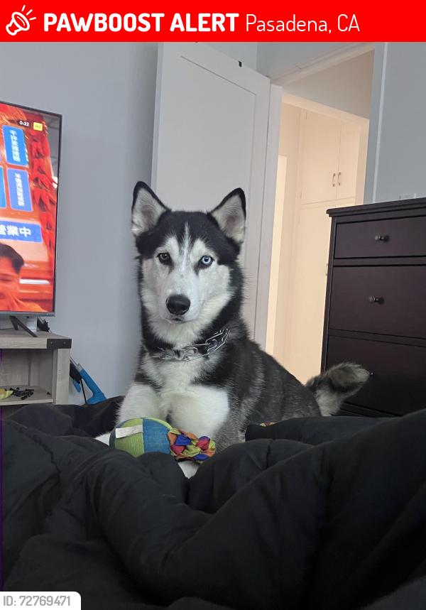 Lost Male Dog last seen Raymond Ave Pasadena , Pasadena, CA 91101