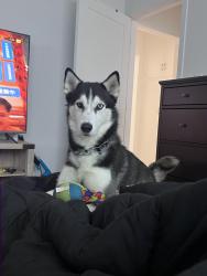 Lost Male Dog last seen Raymond Ave Pasadena , Pasadena, CA 91101