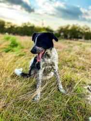 Lost Female Dog last seen hse of webs , San Antonio, TX 78260