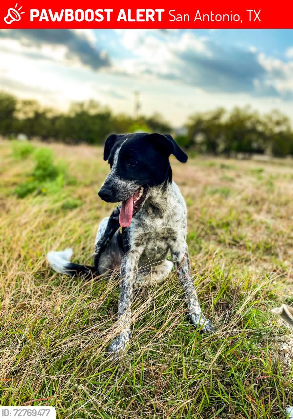 Lost Female Dog last seen hse of webs , San Antonio, TX 78260