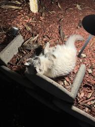 Lost Male Cat last seen Mountain and 19th, Upland, CA 91784