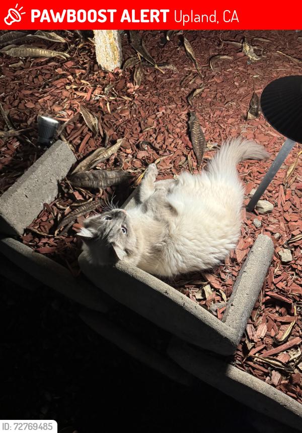 Lost Male Cat last seen Mountain and 19th, Upland, CA 91784