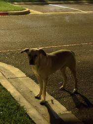 Found/Stray Unknown Dog last seen Cambria hotel, McAllen, TX 78501