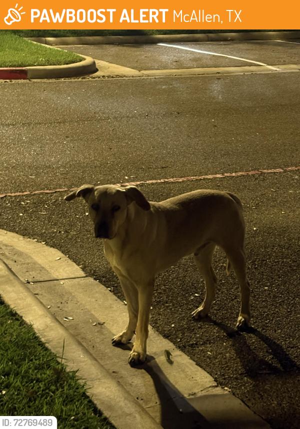 Found/Stray Unknown Dog last seen Cambria hotel, McAllen, TX 78501