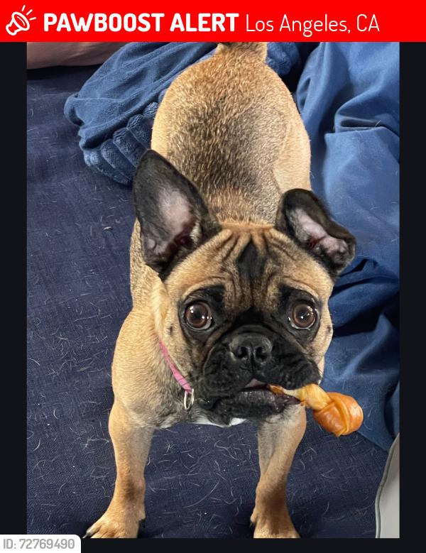 Lost Female Dog last seen Rowan elementary school, Los Angeles, CA 90023
