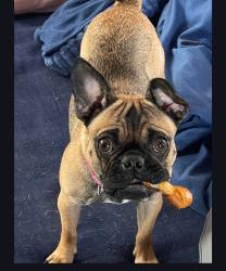 Lost Female Dog last seen Rowan elementary school, Los Angeles, CA 90023