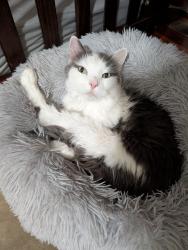Lost Male Cat last seen Newton lee elementary , Ashburn, VA 20147