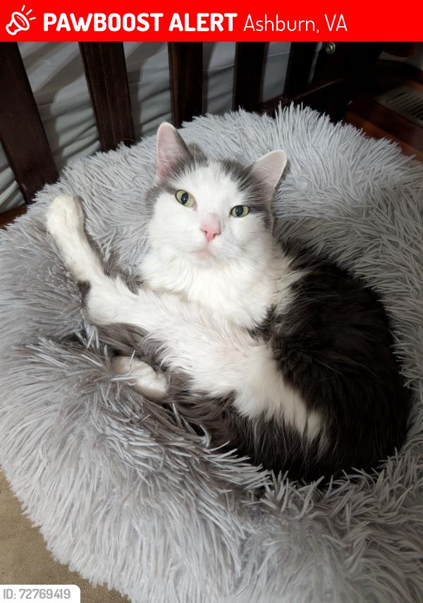 Lost Male Cat last seen Newton lee elementary , Ashburn, VA 20147