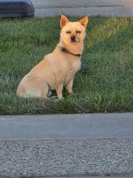 Found/Stray Male Dog last seen Ashlan, Fresno, CA 93705