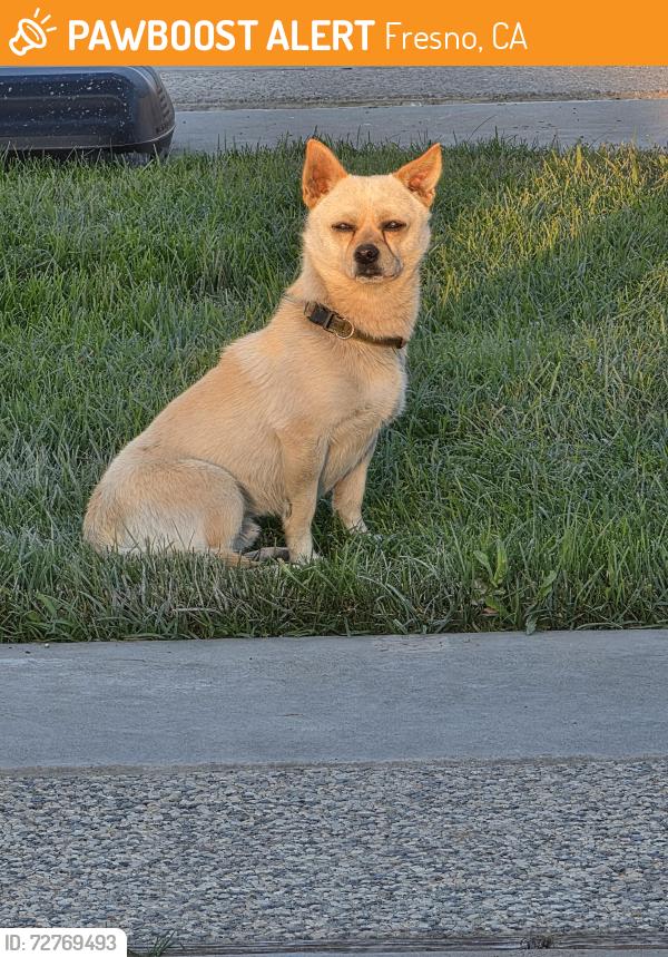 Found/Stray Male Dog last seen Ashlan, Fresno, CA 93705