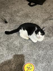 Lost Male Cat last seen Waverly Drive, Cameron Park, CA 95682