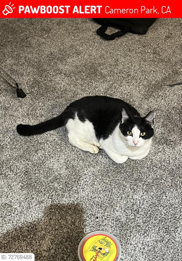 Lost Male Cat last seen Waverly Drive, Cameron Park, CA 95682