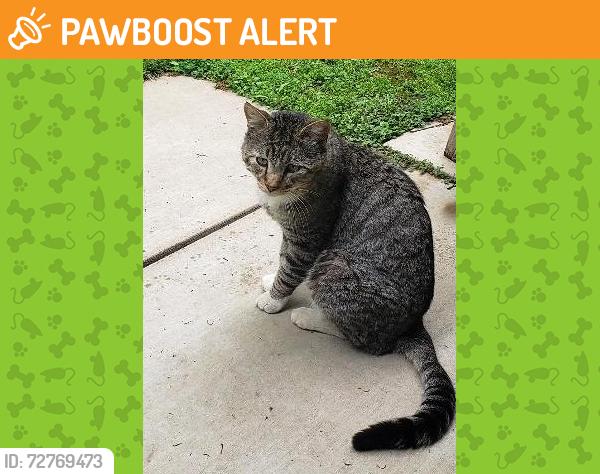 Found/Stray Male Cat last seen Toomes Rd and Covert Road, Salida, Stanislaus County, CA 95358