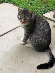 Found/Stray Male Cat last seen Toomes Rd and Covert Road, Salida, Stanislaus County, CA 95358