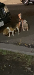 Found/Stray Unknown Dog last seen North Hills , Los Angeles, CA 91343