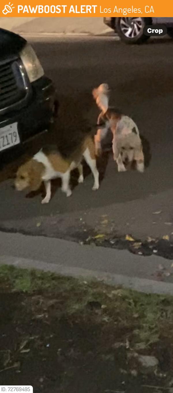 Found/Stray Unknown Dog last seen North Hills , Los Angeles, CA 91343