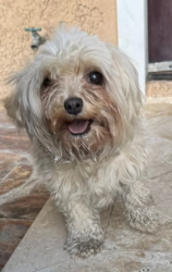 Found/Stray Female Dog last seen Washington & Eastern 88101, Las Vegas, NV 89101