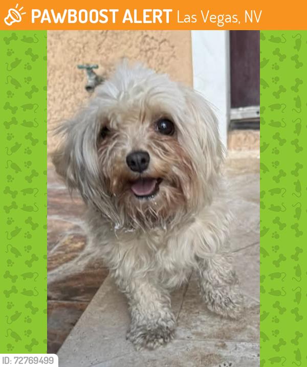 Found/Stray Female Dog last seen Washington & Eastern 88101, Las Vegas, NV 89101