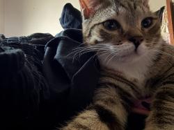 Lost Female Cat last seen Seibel Rd & Watts Ln, Henrico/Richmond, VA, East Highland Park, VA 23223