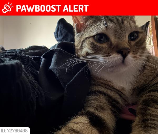 Lost Female Cat last seen Seibel Rd & Watts Ln, Henrico/Richmond, VA, East Highland Park, VA 23223