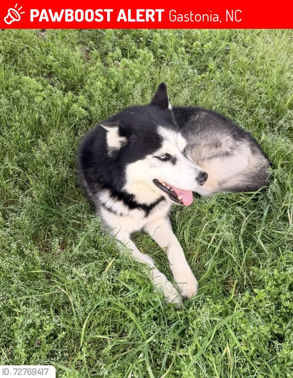 Lost Male Dog last seen Gibbons st Gastonia, Gastonia, NC 28052