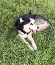 Lost Male Dog last seen Gibbons st Gastonia , Gastonia, NC 28052